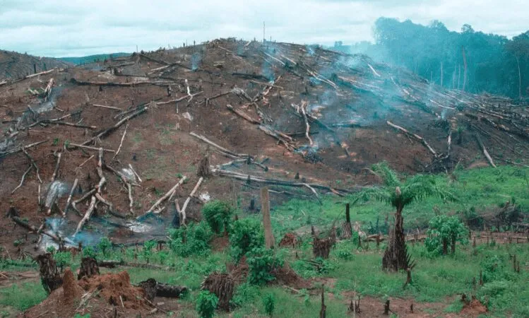 Photo of a deforested area
